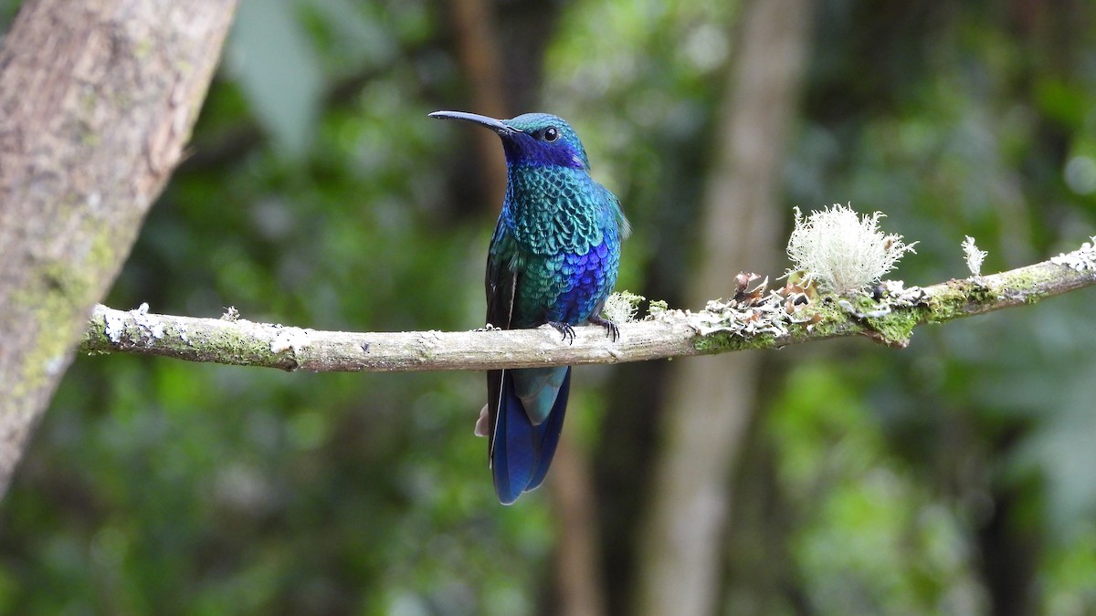 Sparkling Violetear - ML636834840