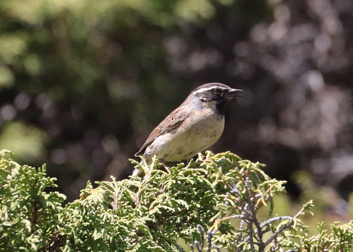 Black-throated Accentor - ML636834846