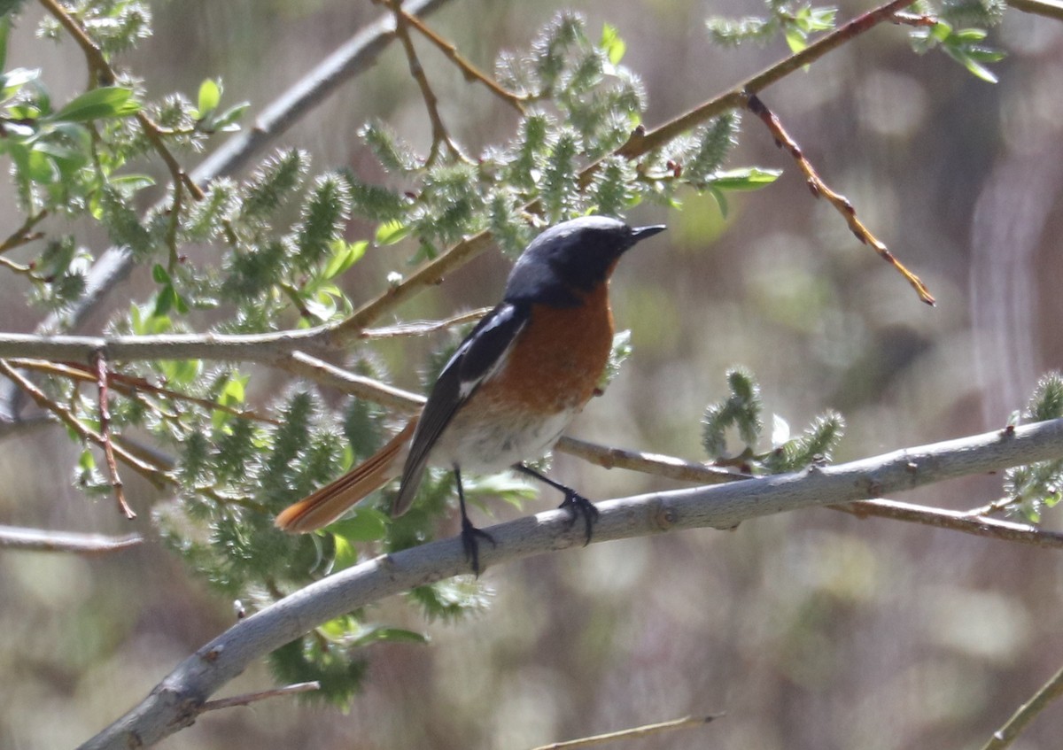 Rufous-backed Redstart - ML636834886