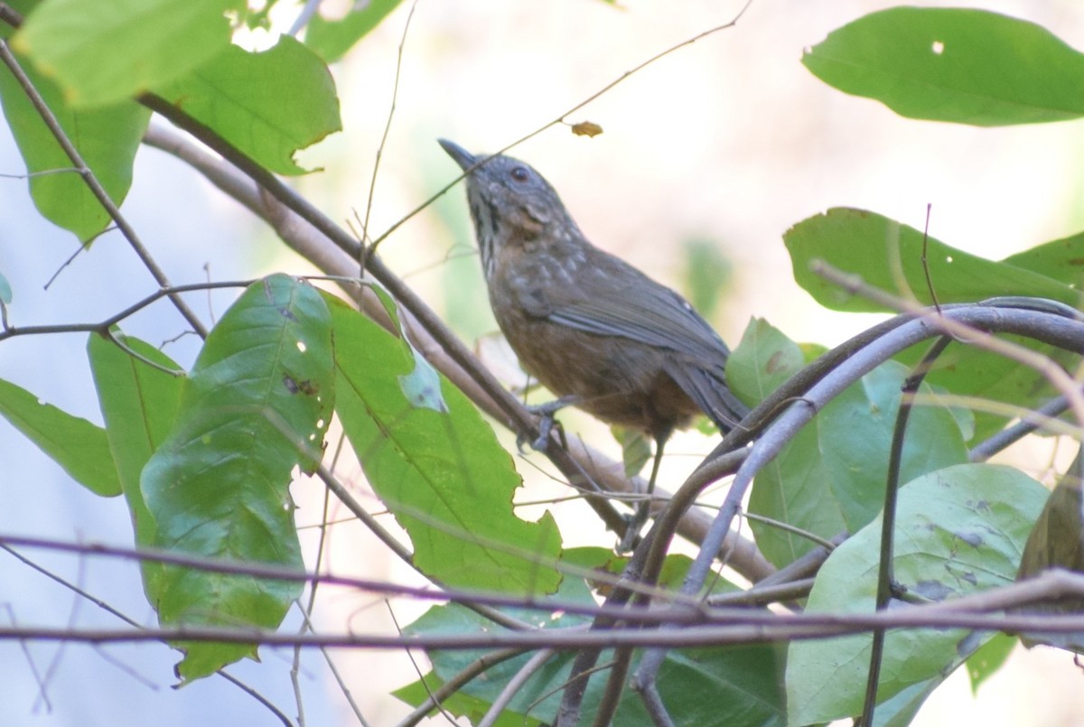 Rufous Limestone Babbler - ML636834989
