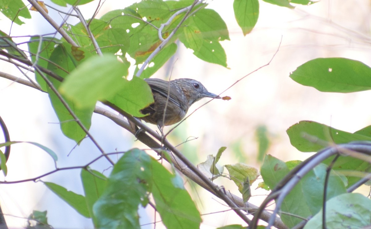 Rufous Limestone Babbler - ML636834990