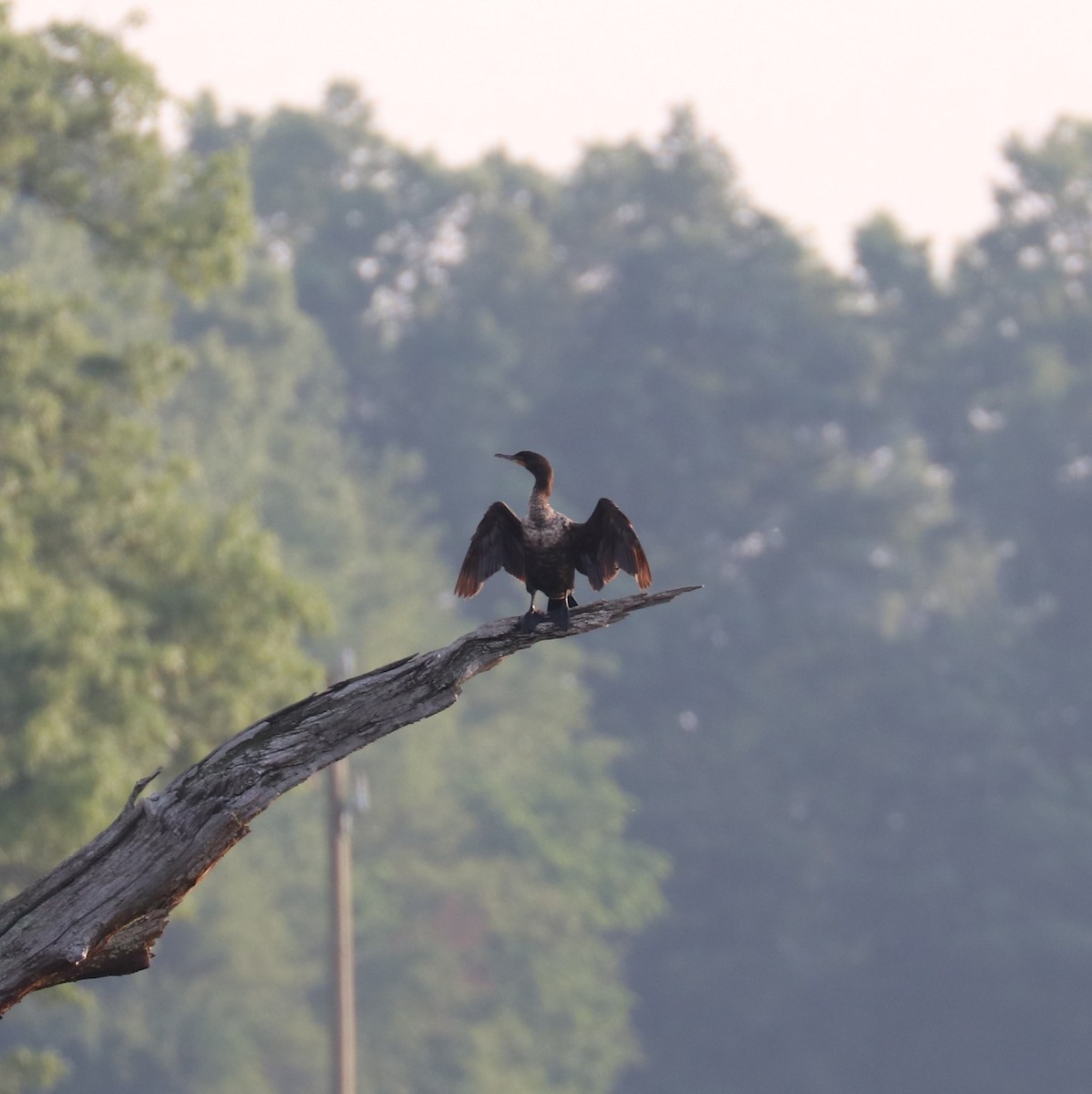 Double-crested Cormorant - ML636835028