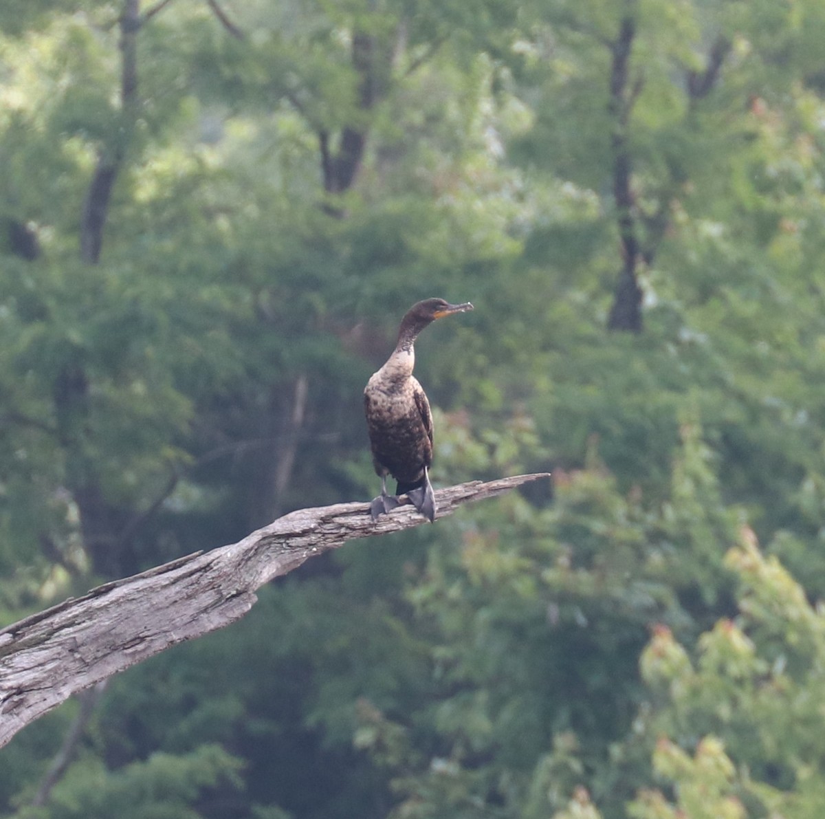 Double-crested Cormorant - ML636835035