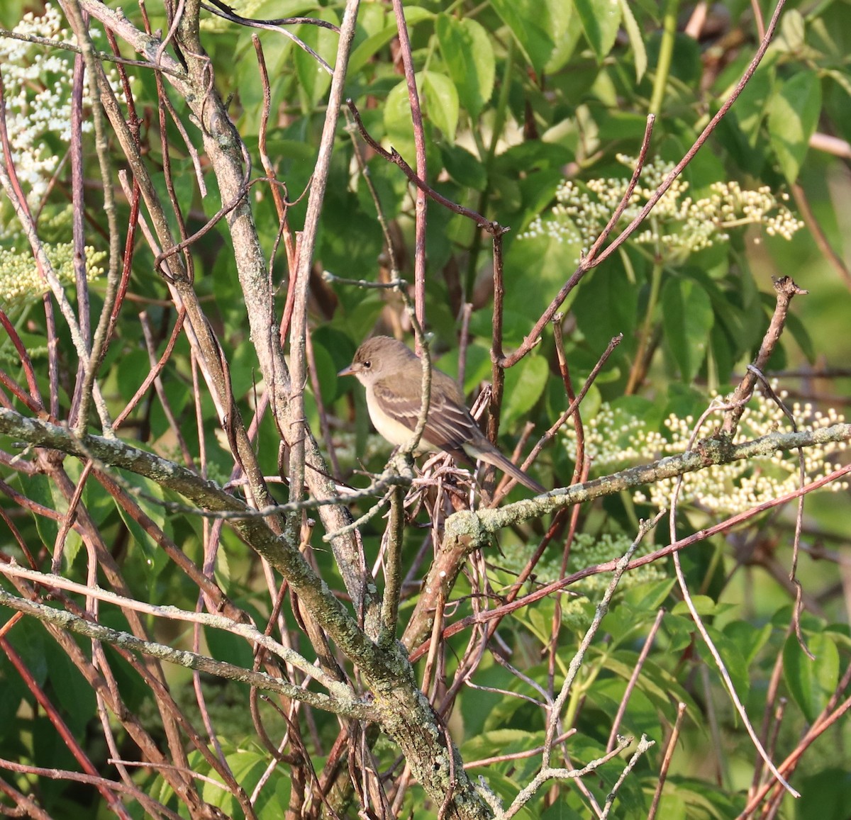 Willow Flycatcher - ML636835059