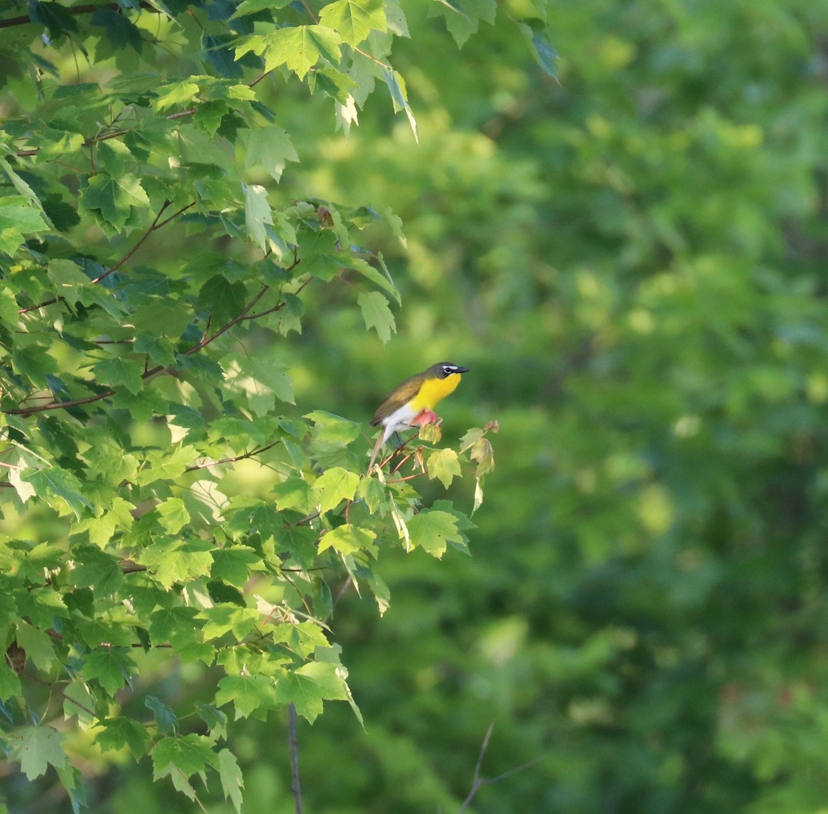 Yellow-breasted Chat - ML636835111