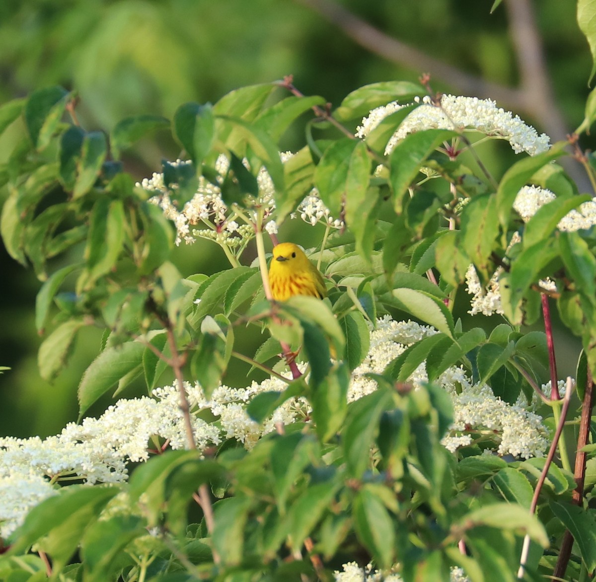 Yellow Warbler - ML636835127