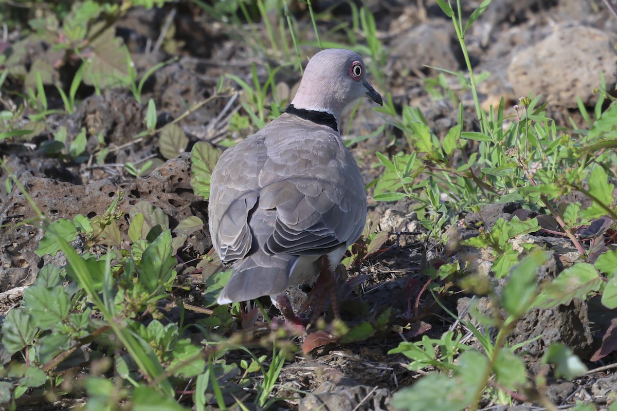 Mourning Collared-Dove - ML636835133