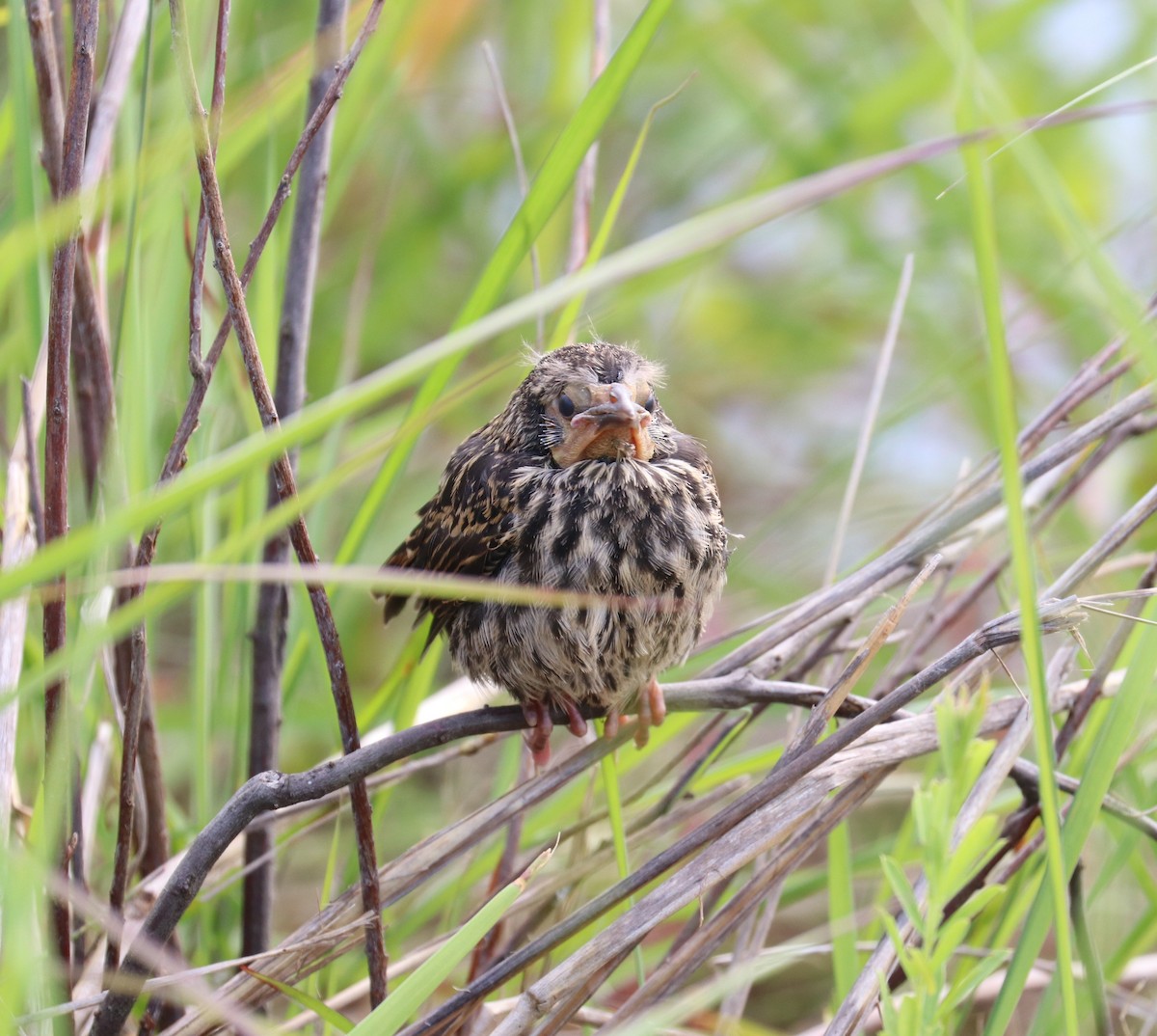 Red-winged Blackbird - ML636835152