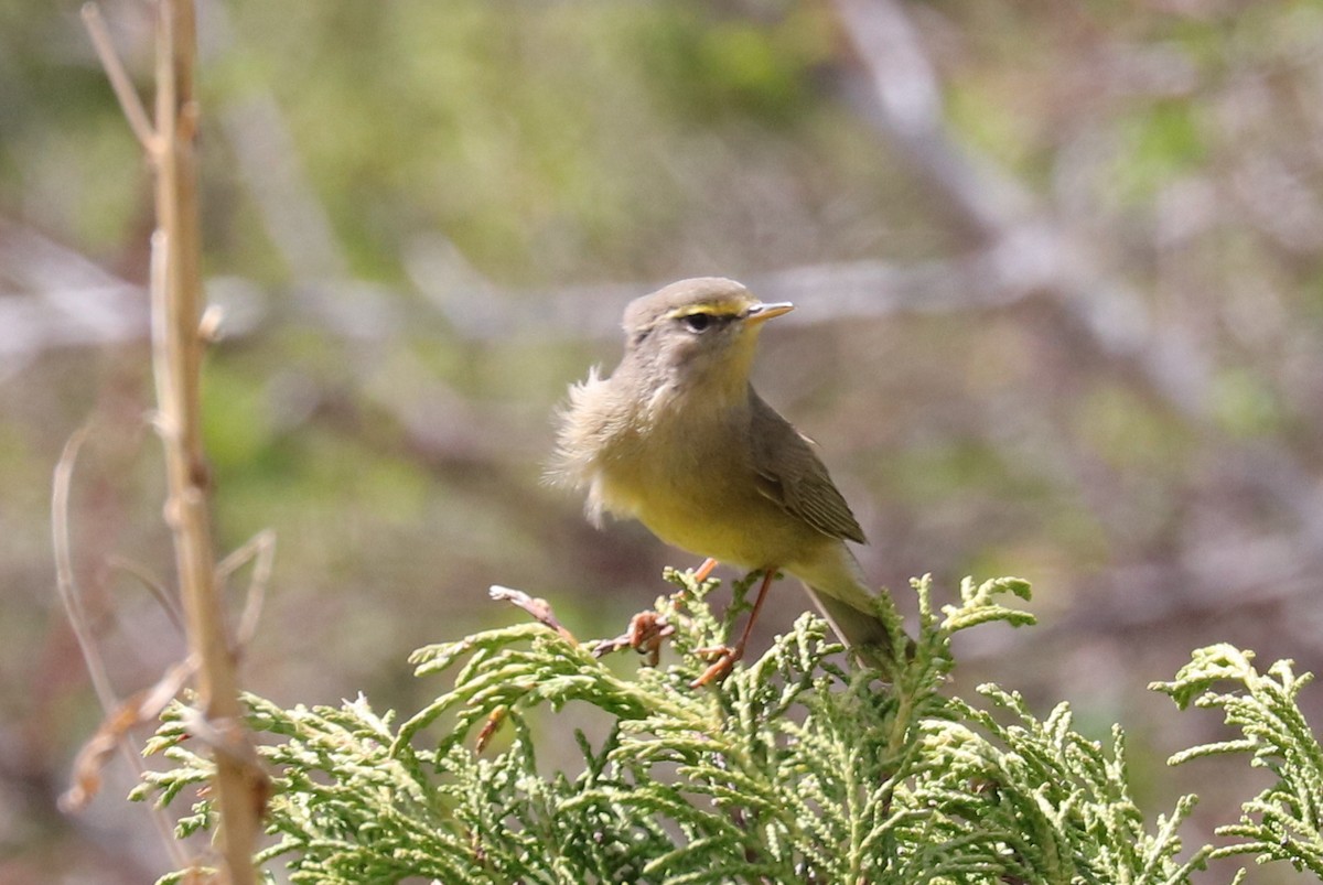 Sulphur-bellied Warbler - ML636835200