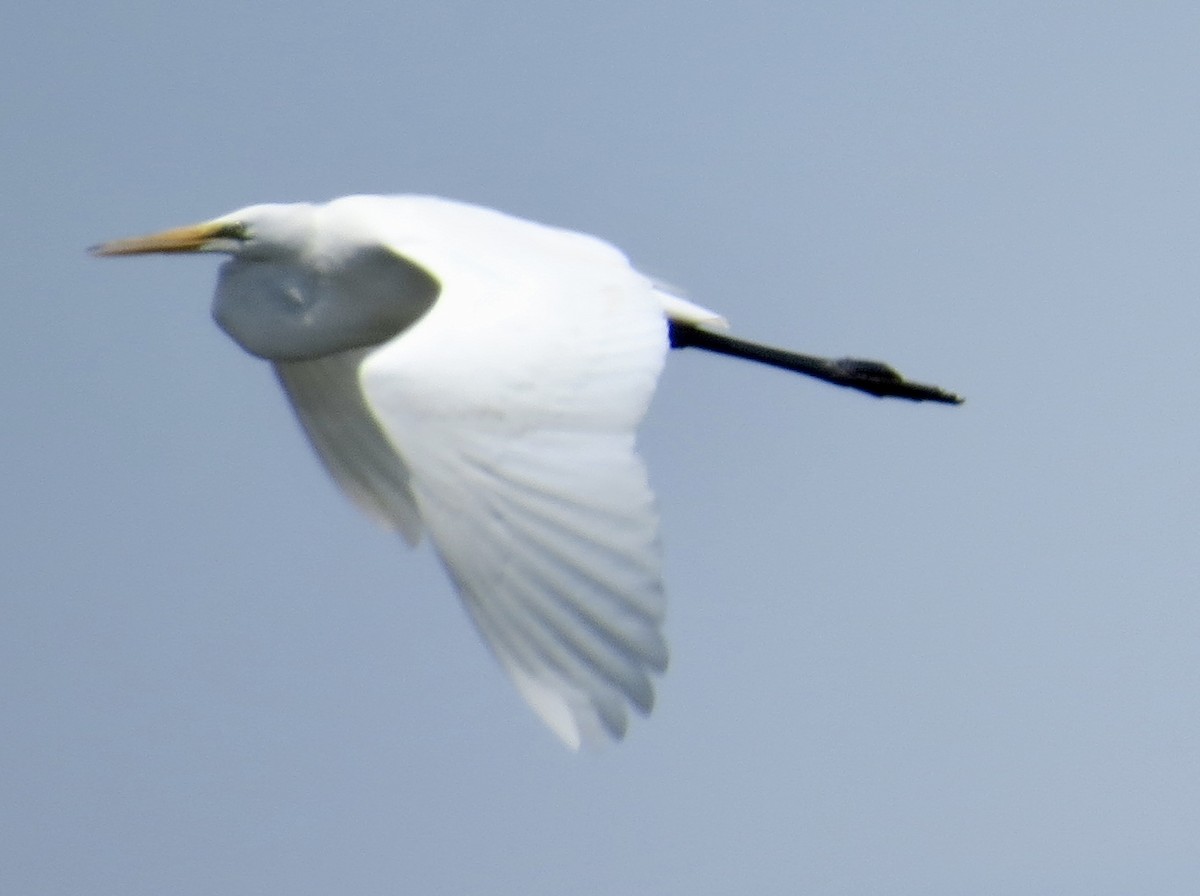 ダイサギ - ML636835206