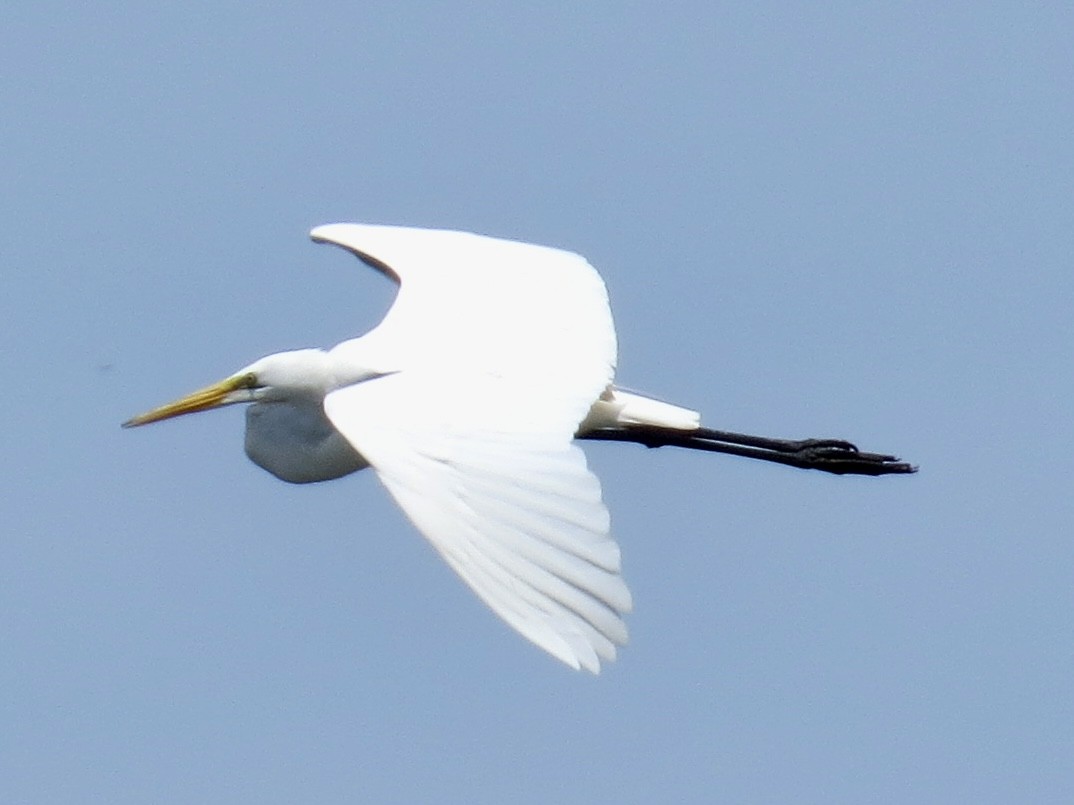 ダイサギ - ML636835207
