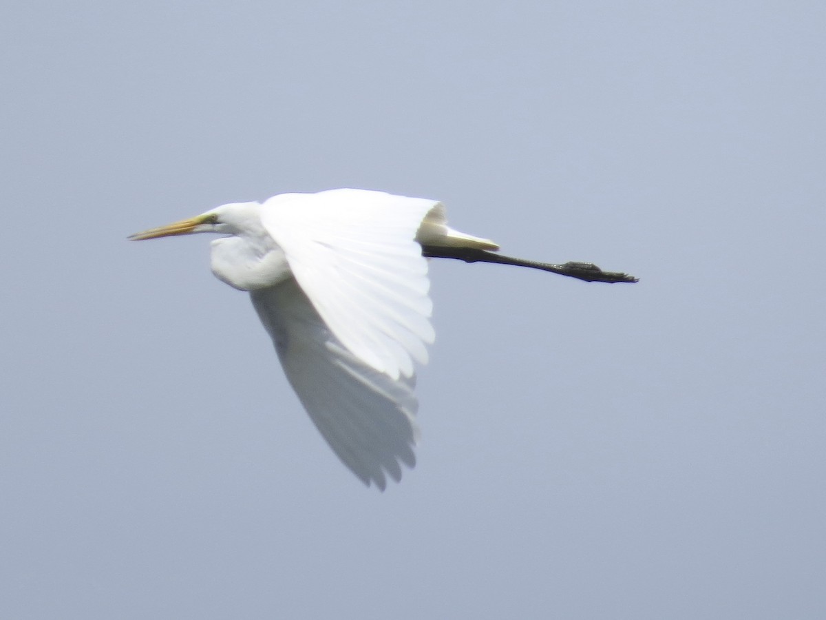 ダイサギ - ML636835208