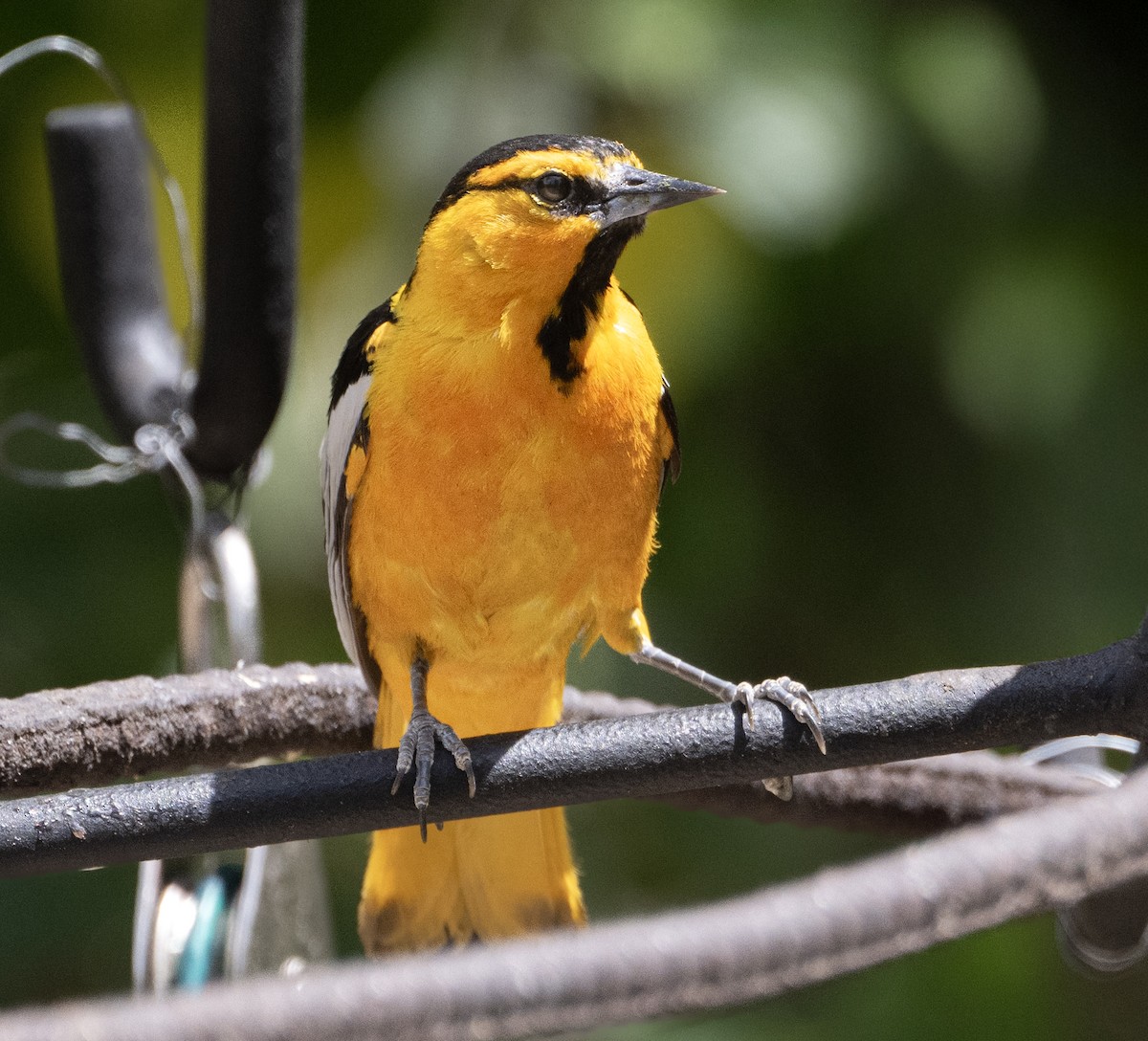 Bullock's Oriole - ML636835226
