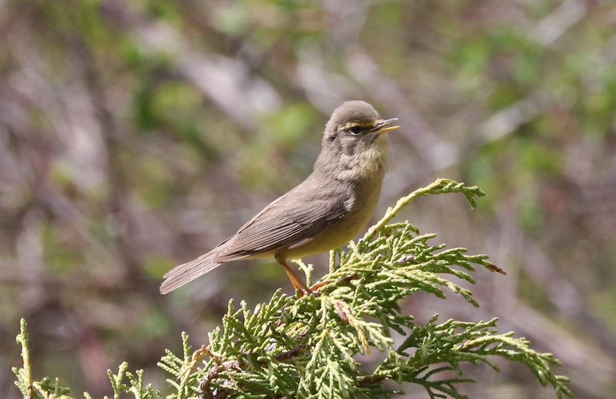 Sulphur-bellied Warbler - ML636835301