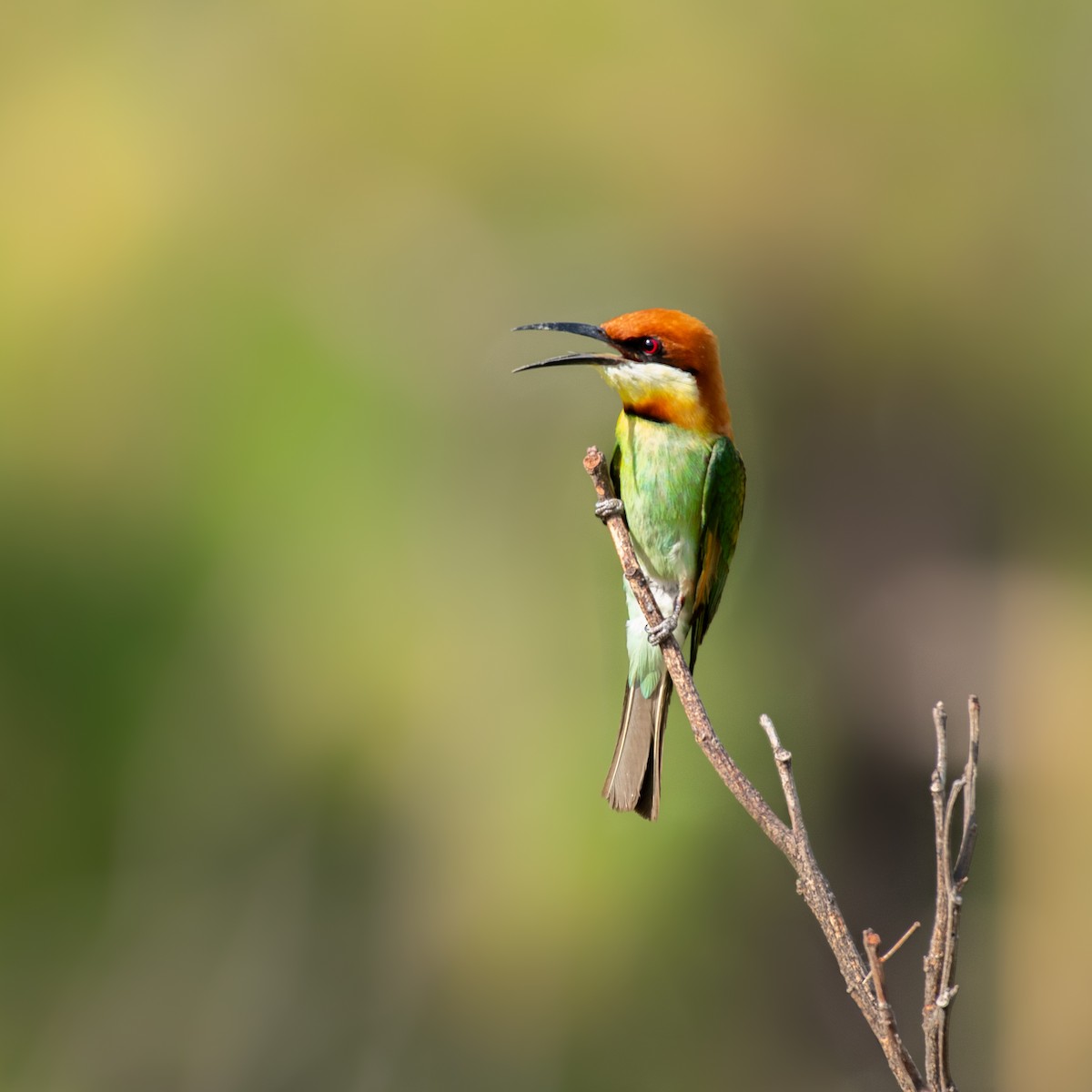 Chestnut-headed Bee-eater - ML636835318