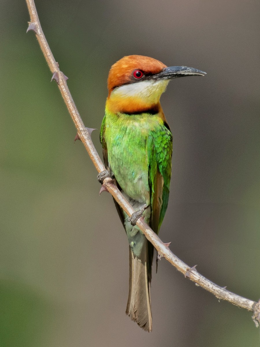Chestnut-headed Bee-eater - ML636835319