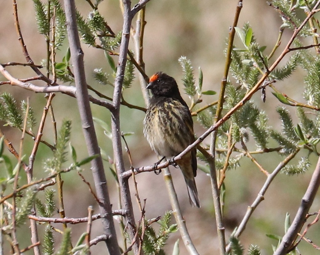 Fire-fronted Serin - ML636835331