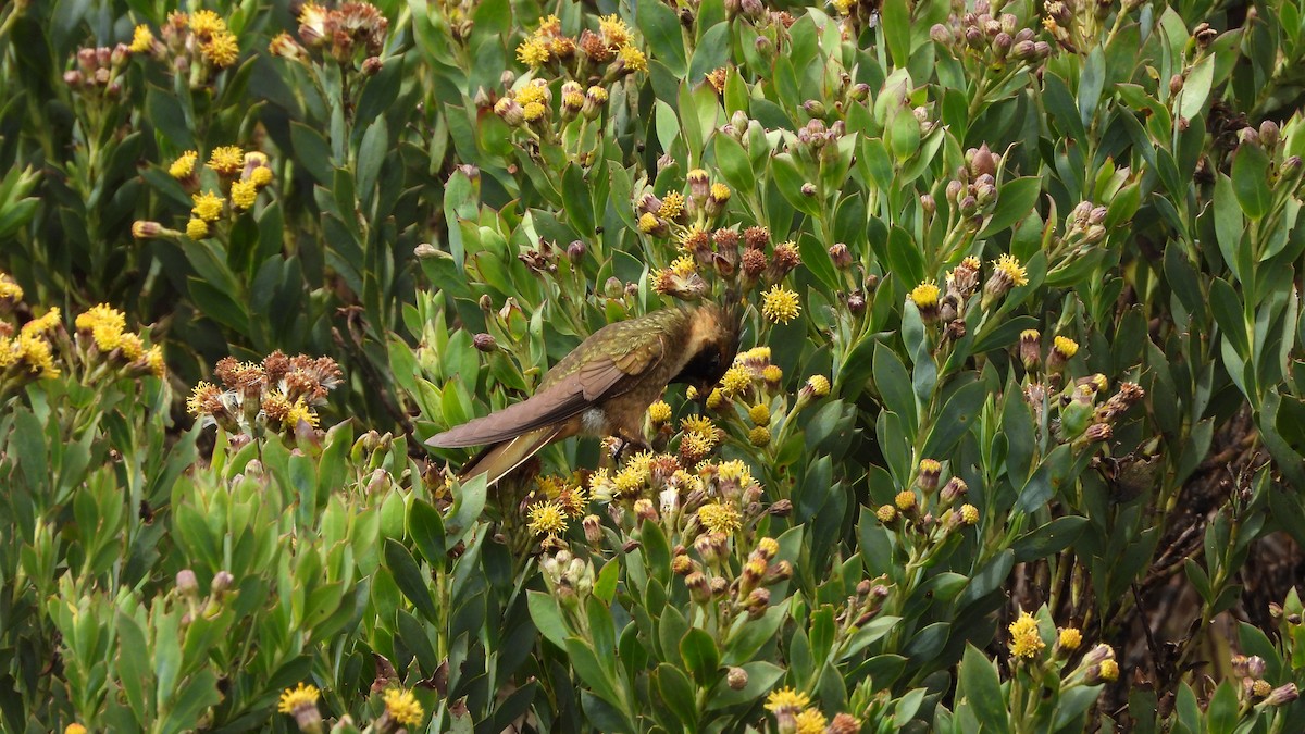 Buffy Helmetcrest - ML636835339