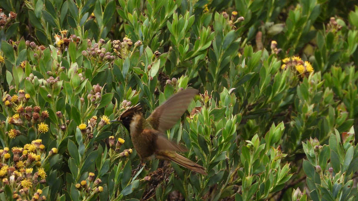 Buffy Helmetcrest - ML636835340
