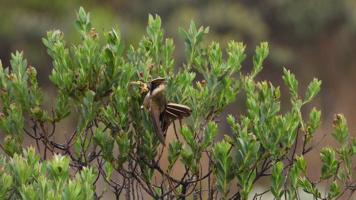 Buffy Helmetcrest - ML636835341