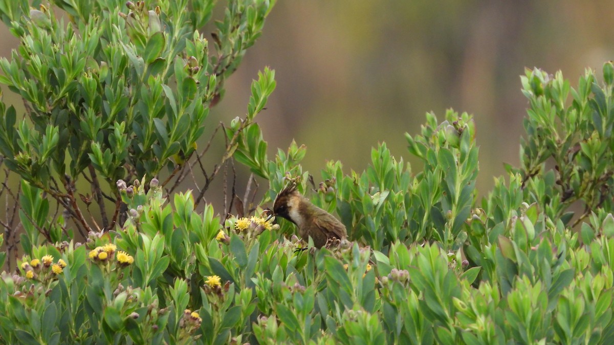 Buffy Helmetcrest - ML636835344