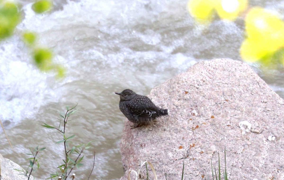 Brown Dipper - ML636835407