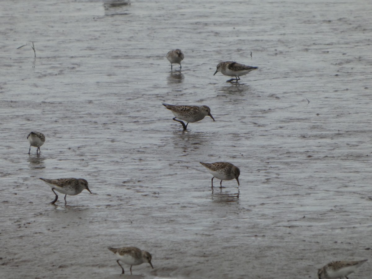 White-rumped Sandpiper - ML636835432