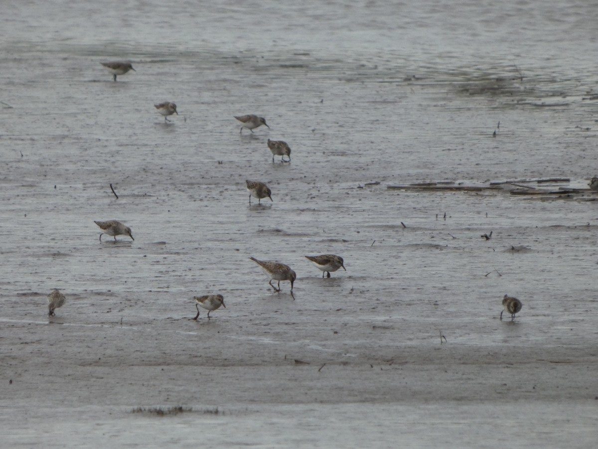 White-rumped Sandpiper - ML636835434