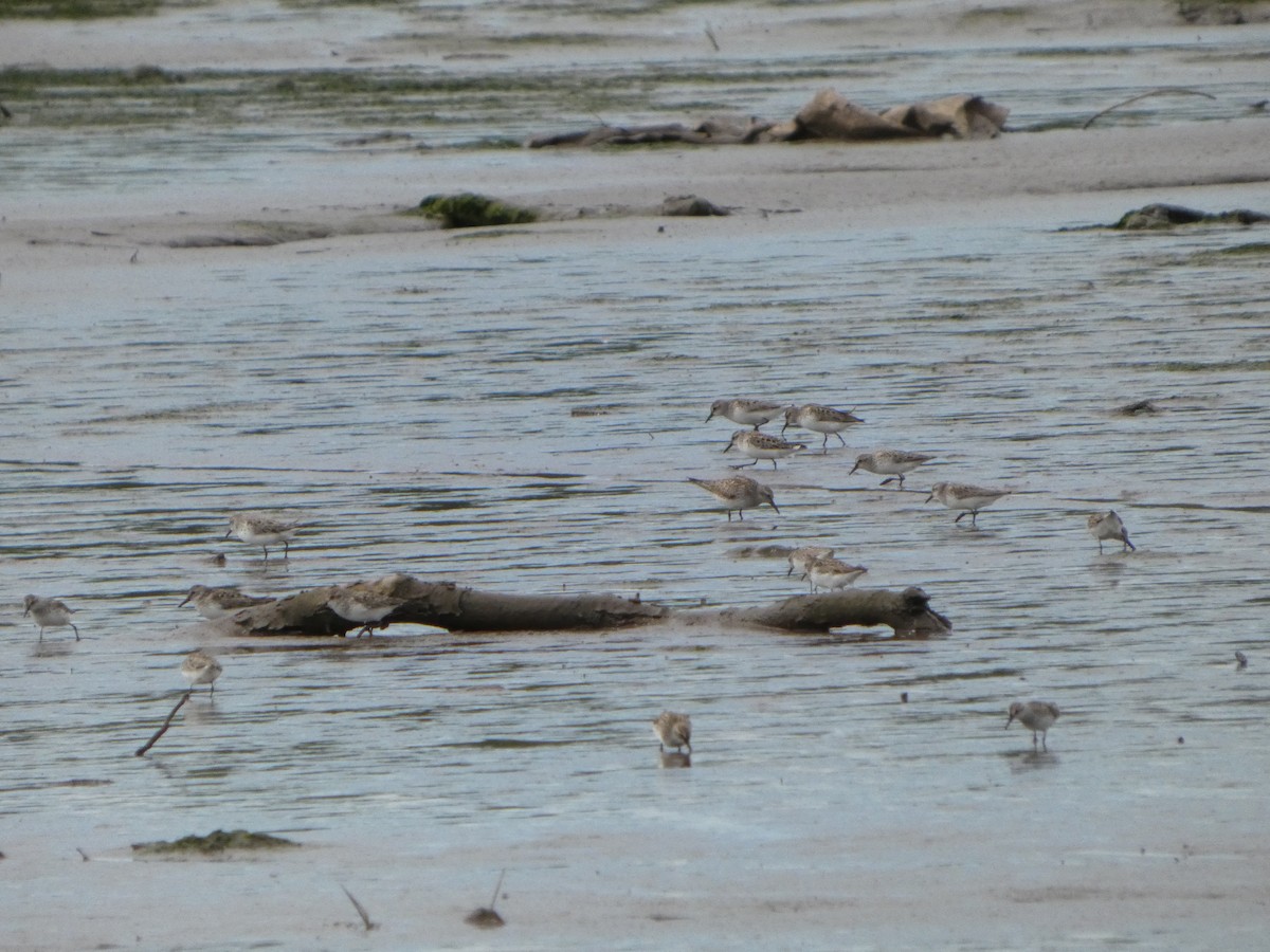 White-rumped Sandpiper - ML636835435