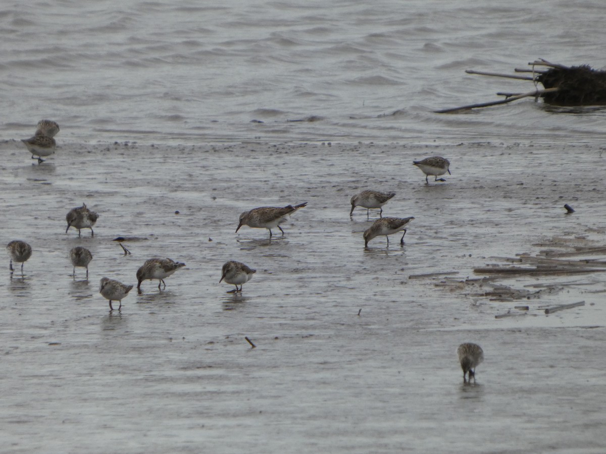 White-rumped Sandpiper - ML636835436