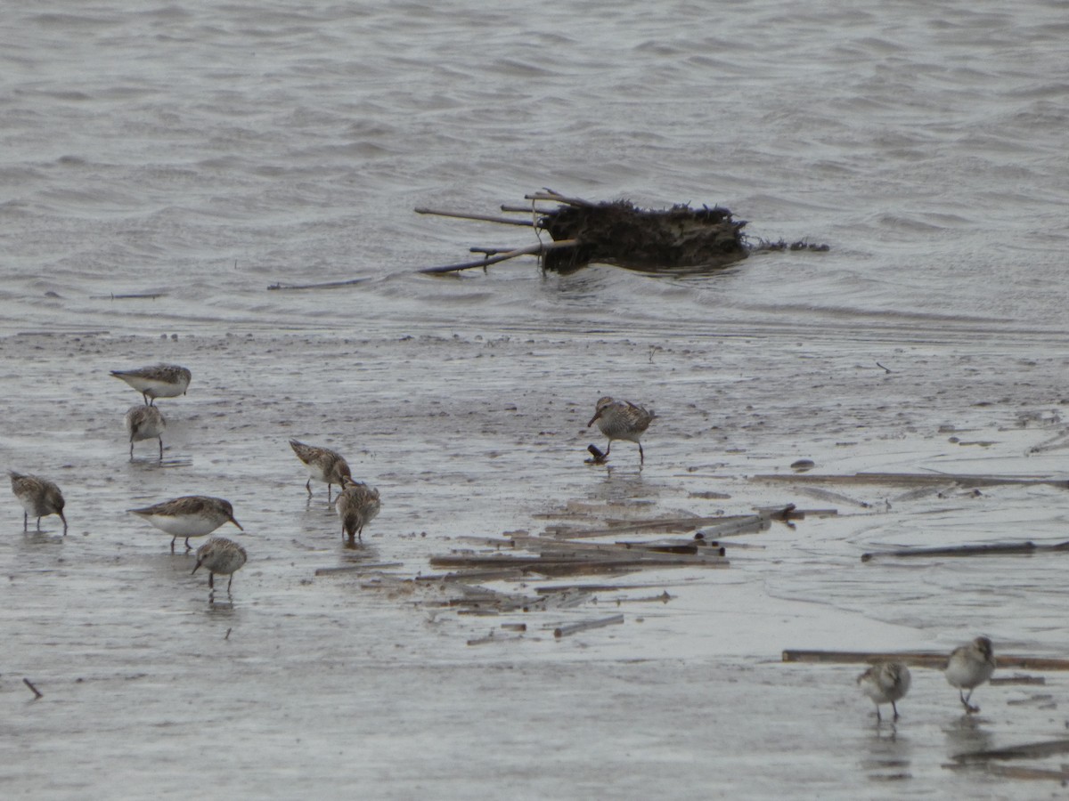 White-rumped Sandpiper - ML636835437