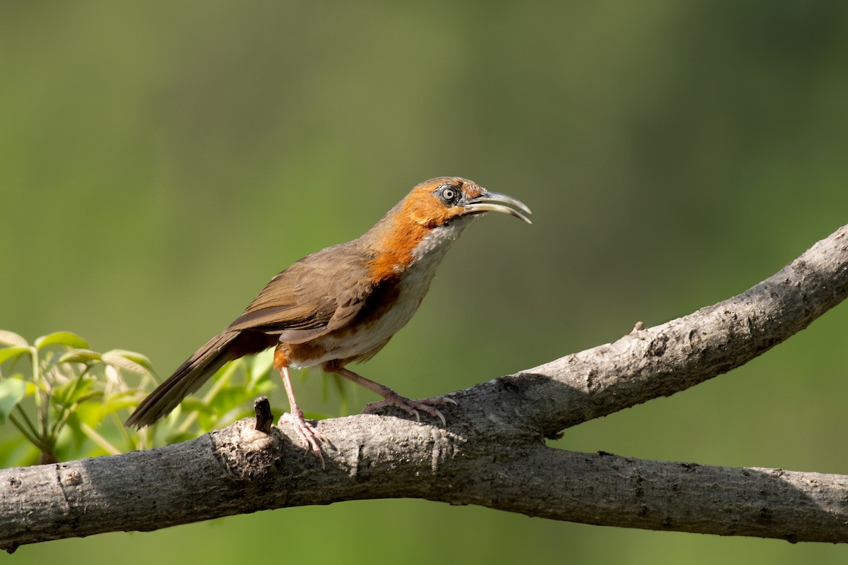 Rusty-cheeked Scimitar-Babbler - ML636835464