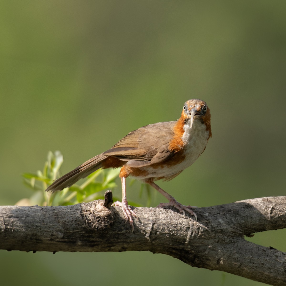 Rusty-cheeked Scimitar-Babbler - ML636835466