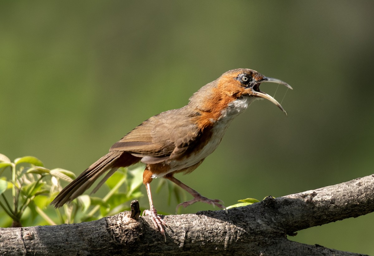 Rusty-cheeked Scimitar-Babbler - ML636835467