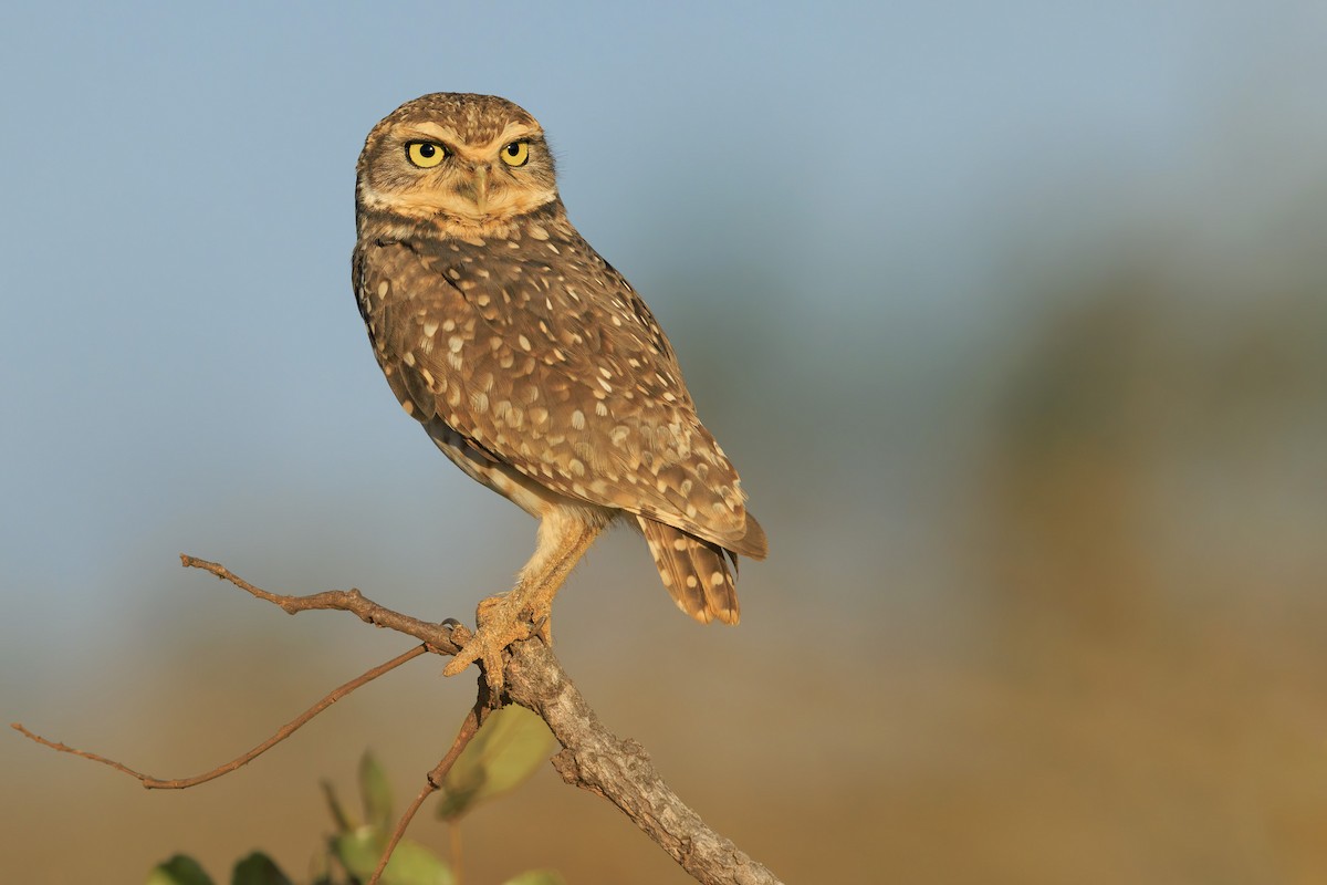 Burrowing Owl - ML636835468