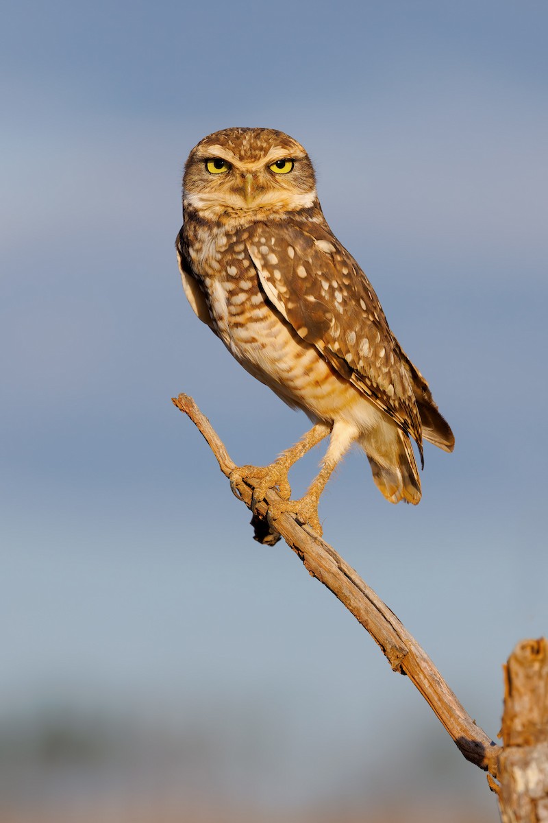 Burrowing Owl - ML636835469