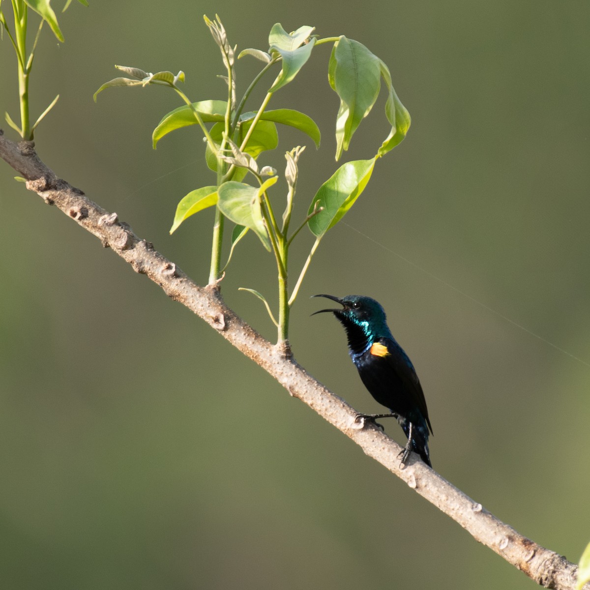 Purple Sunbird - ML636835492