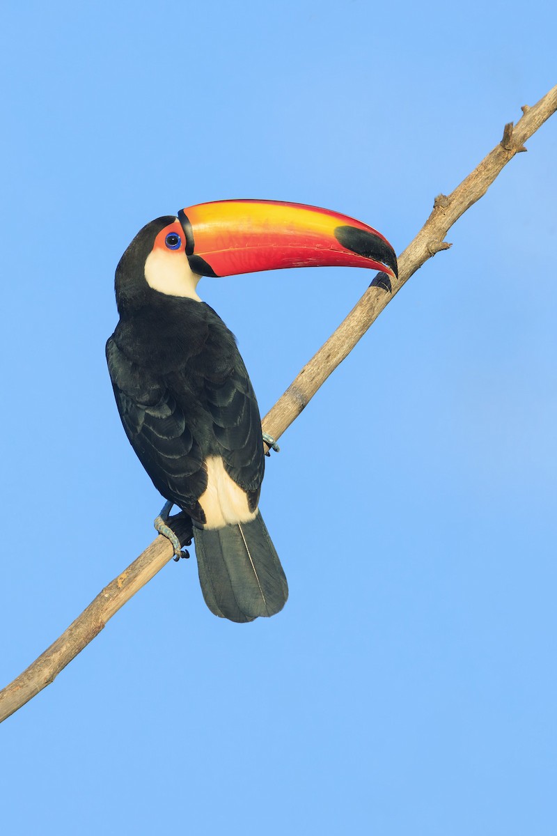 Toco Toucan - ML636835510