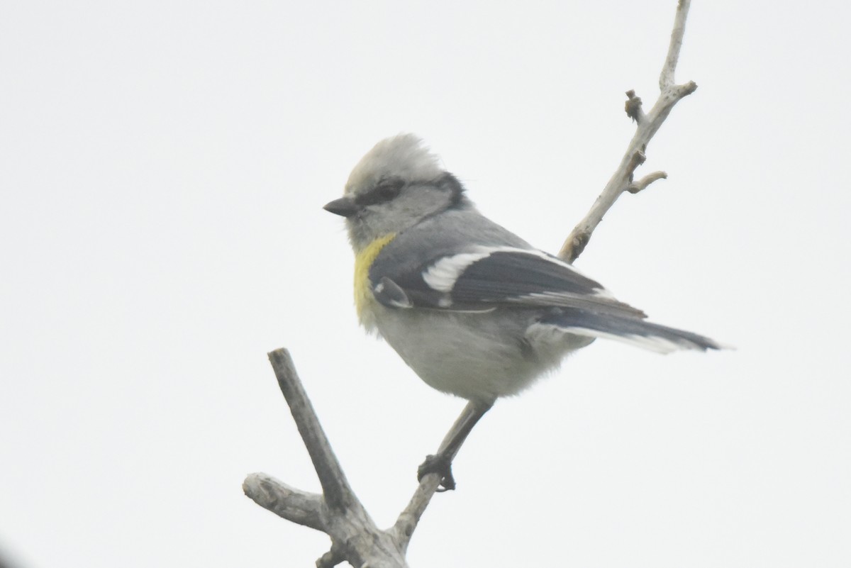 Azure Tit (Yellow-breasted) - ML636835518