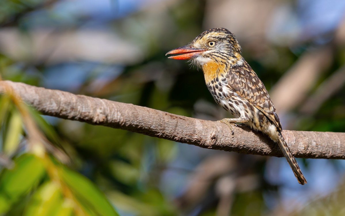 Spot-backed Puffbird - ML636835524