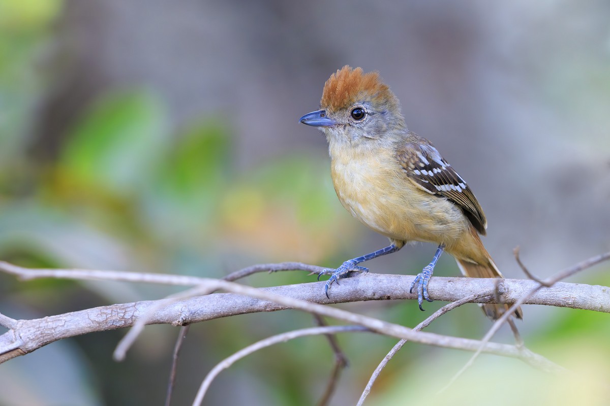 Planalto Slaty-Antshrike - ML636835527