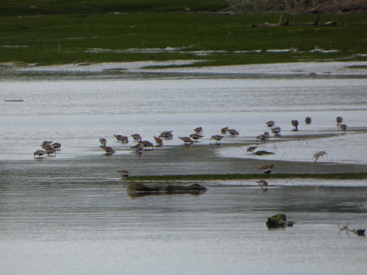 Dunlin - ML636835569