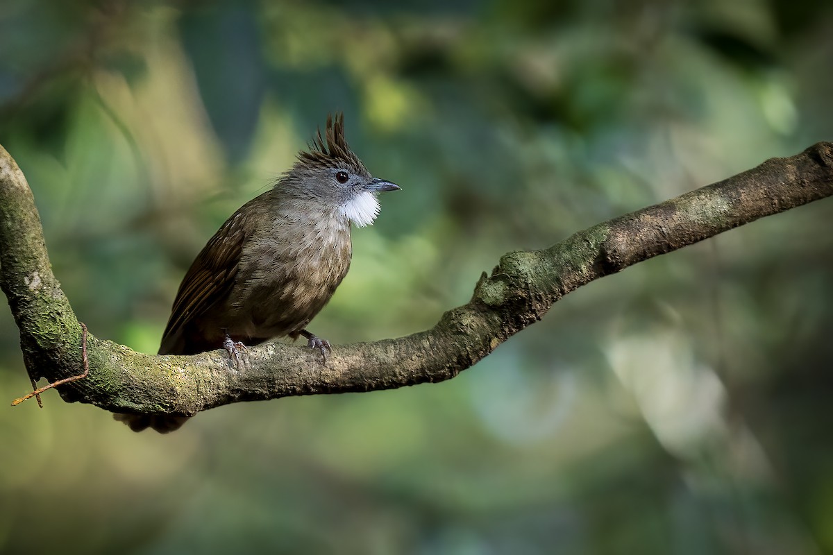 Penan Bulbul - ML636835570