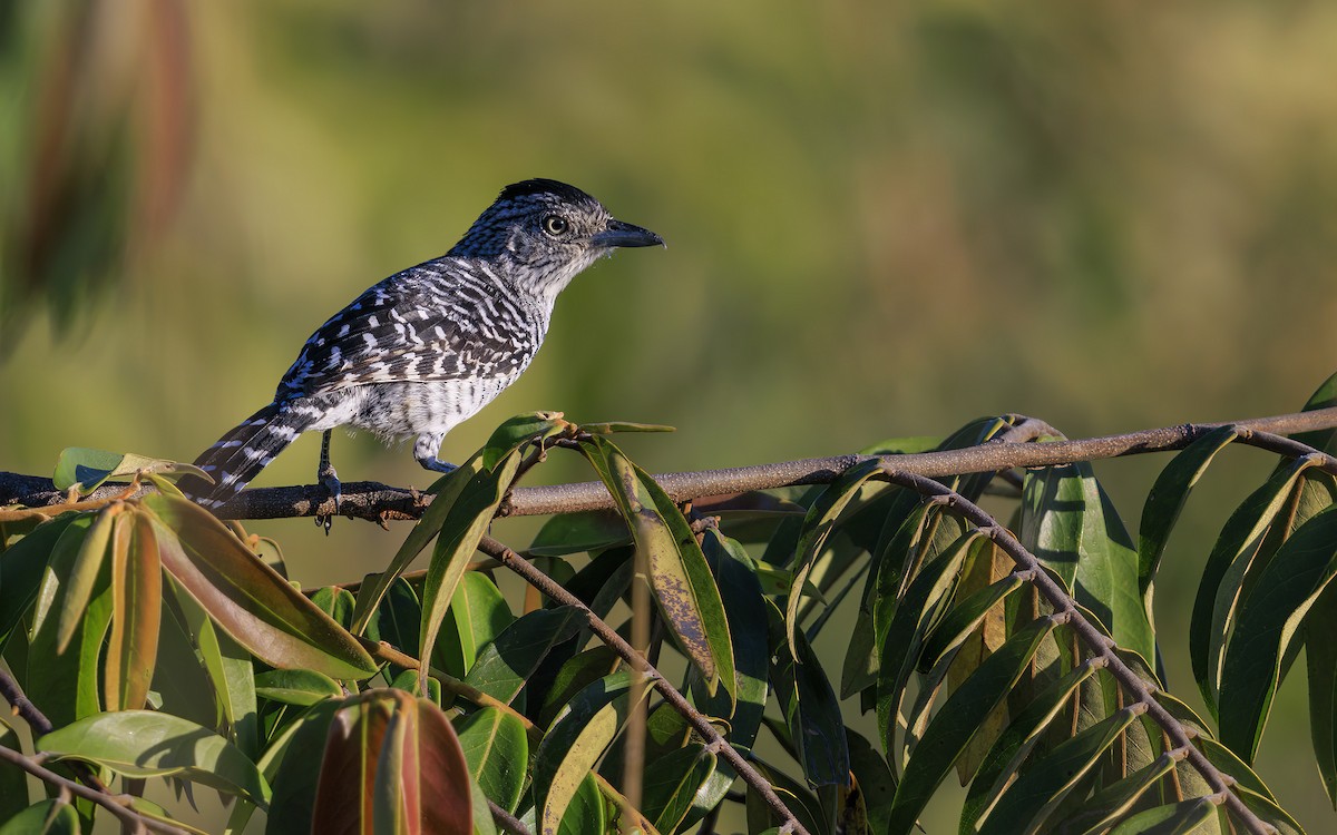 Barred Antshrike - ML636835600