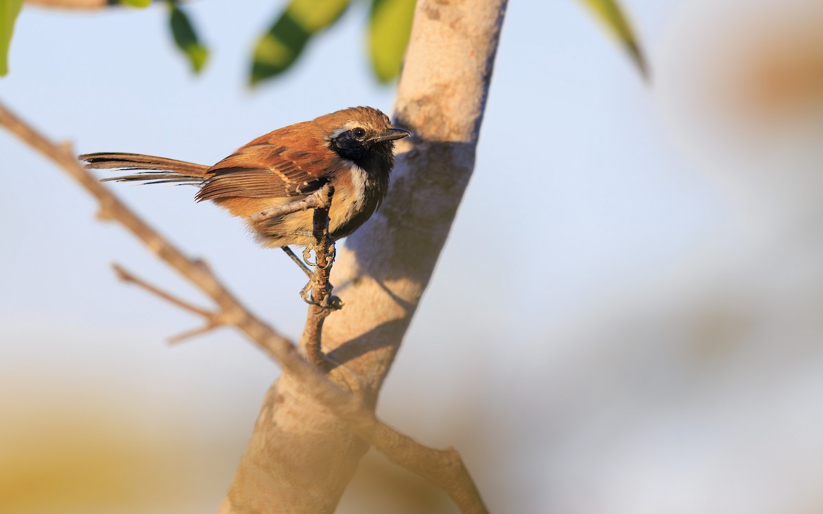 Rusty-backed Antwren - ML636835620