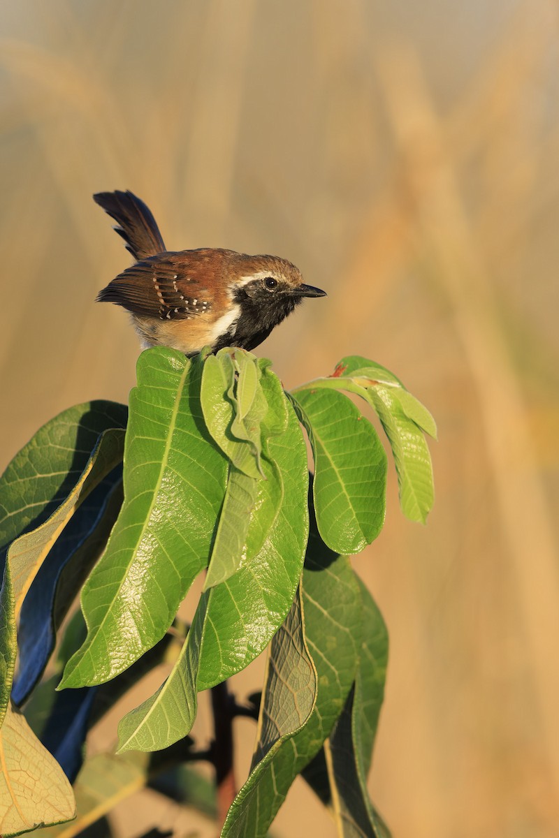 Rusty-backed Antwren - ML636835621