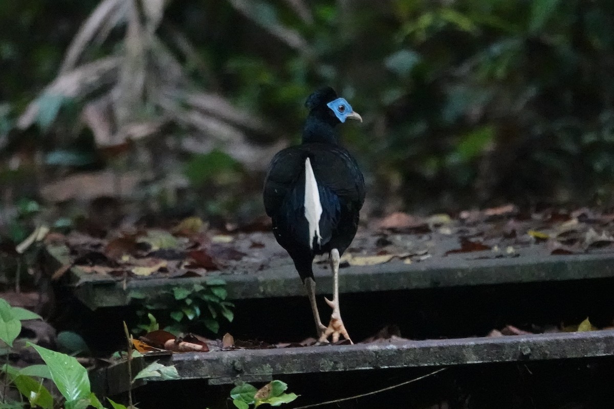 væpnerfasan - ML636835647