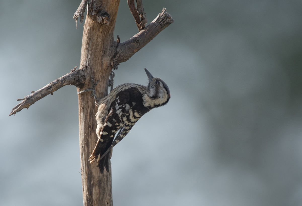 Gray-capped Pygmy Woodpecker - ML636835744
