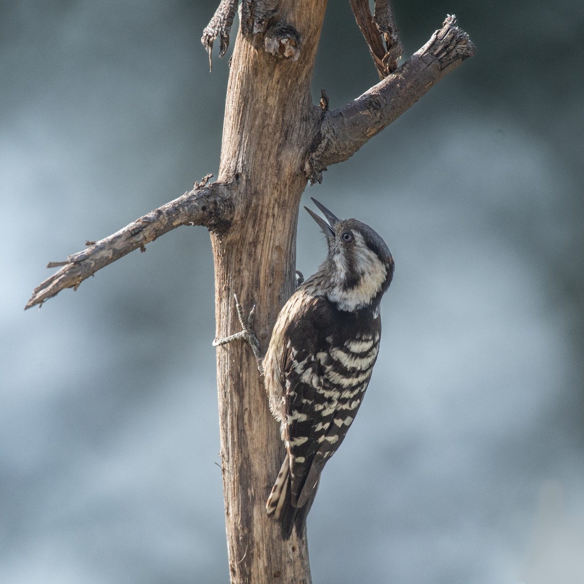 Gray-capped Pygmy Woodpecker - ML636835783