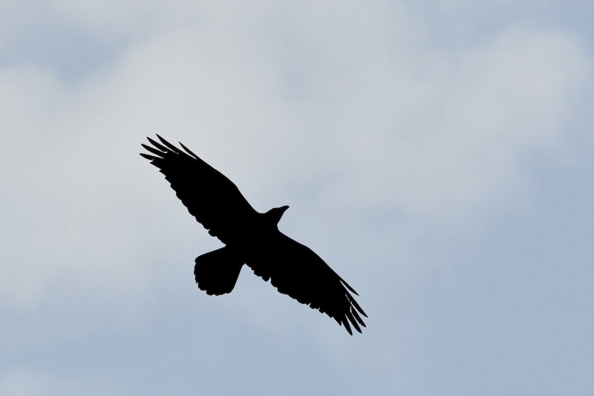 Common Raven - ML636835786
